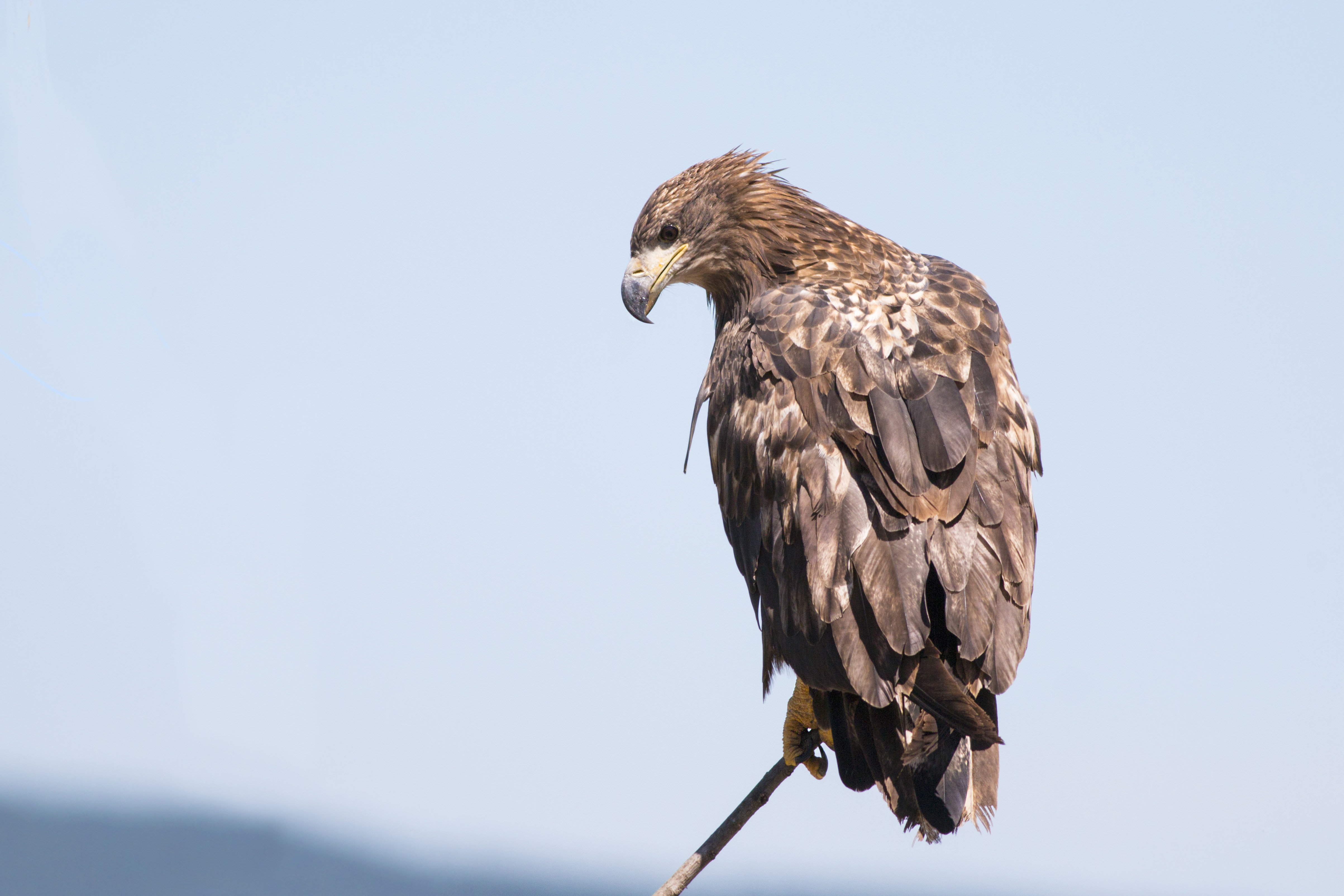 White-tailed Eagle
